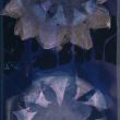 Medusa Pataya 2013 - 62 x 32 cm